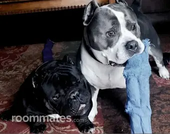 Room for rent in Blackwood, NJ $0, house