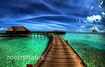 Roommate looking Fort Collins, CO, $800