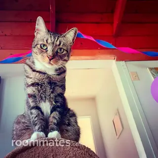 Room for rent in San Diego, CA $1034, house