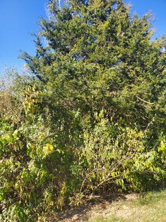 Room for rent in Moraine, OH $300, house