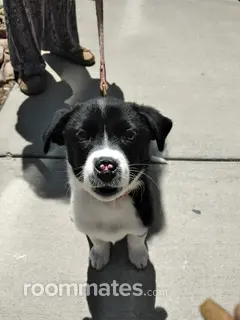 Room for rent in Fort Collins, CO $925, house