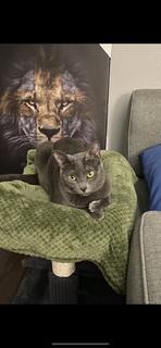 Roommate looking Tomball, TX, $900