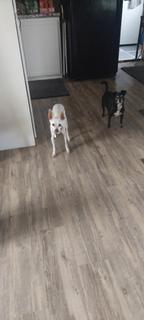 Room for rent in Sun Valley, Nevada $900, house