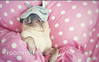 Roommate looking Farmington, MI, $900