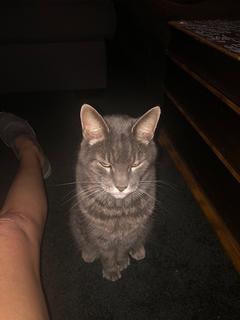 Roommate looking Longwood, FL, $1100