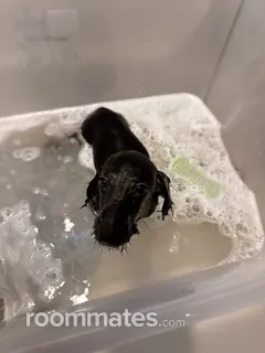 Room for rent in Bedford, TX $1000, house