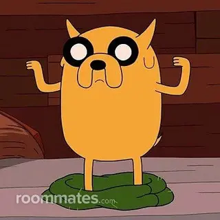 Roommate looking Springfield, MA, $800