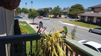 Room for rent in Salinas, California $1150, apartment
