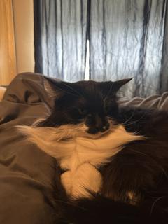 Roommate looking Boise, ID, $500