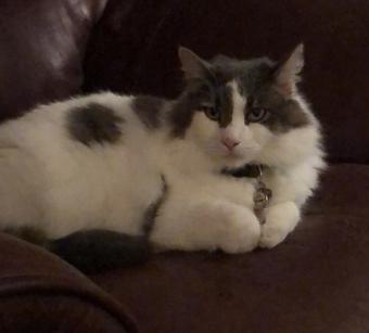 Roommate looking Norwalk, OH, $700