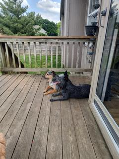 Room for rent in Raymore, Missouri $800, house