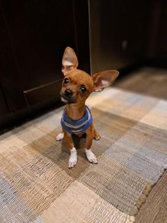 Roommate looking Queen Creek, AZ, San Tan Valley, AZ, Florence, AZ, $600