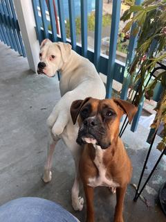 Room for rent in Vallejo, CA $1200, house