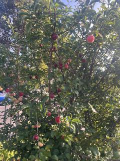 Room for rent in Vallejo, CA $1200, house