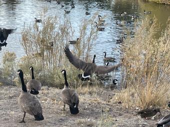 Room for rent in Sparks, Nevada $1700, house