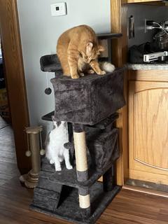 Room for rent in Wichita, KS $400, house