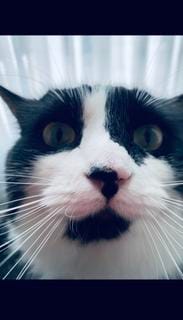 Roommate looking Ferndale, MI, Oak Park, MI, Royal Oak, MI, $600