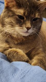 Roommate looking Lansdowne, PA, $500