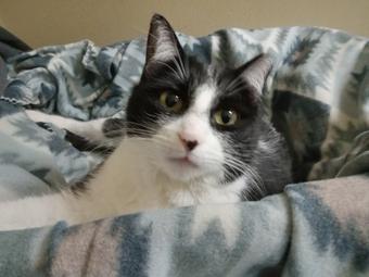 Roommate looking Memphis, TN, $800