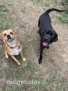 Room for rent in Waterford, MI $1000, house