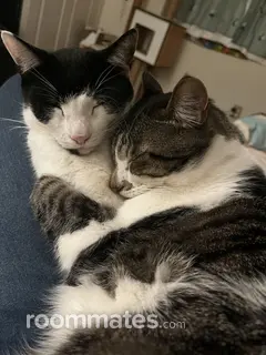 Room for rent in San Marcos, CA $1300, townhouse