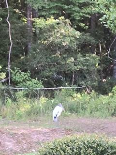 Room for rent in Mount Pleasant, SC $1000, townhouse