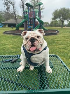 Roommate looking Richmond, TX, $800