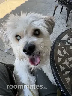 Room for rent in La Verne, CA $950, apartment