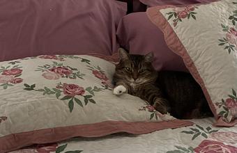 Roommate looking Loves Park, IL, $800