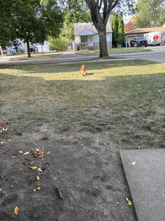 Room for rent in Lincoln Park, MI $550, house