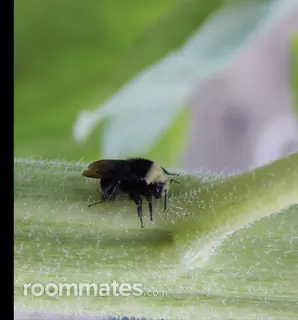 Room for rent in Tualatin, OR $0, apartment