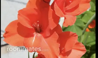 Room for rent in Tualatin, OR $0, apartment