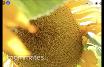 Room for rent in Tualatin, OR $0, apartment