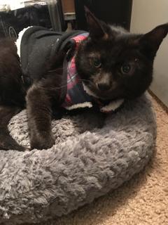 Room for rent in Tualatin, OR $0, apartment