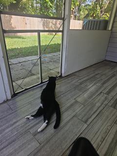 Room for rent in Port Orange, FL $900, townhouse