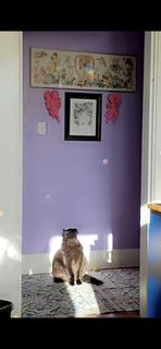 Room for rent in Auburn, WA $800, apartment