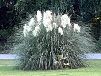 Room for rent in Hopkins, SC $750, house