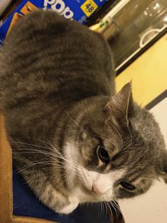 Roommate looking Omaha, NE, $800