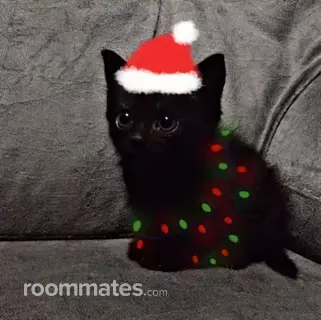 Room for rent in Burnsville, MN $0, apartment