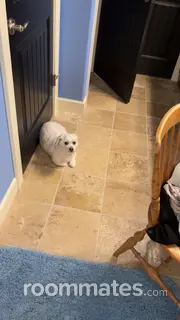 Roommate looking Whitehall, MI, $900