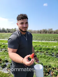 Roommate looking Gainesville, FL, $1000