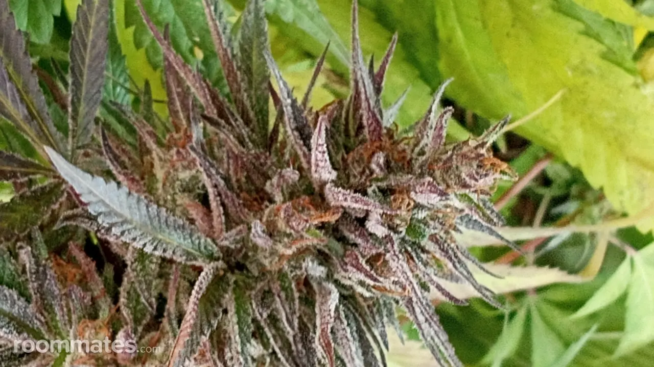 Profile photo 14 of 19