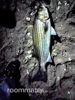 Roommate looking Middletown, CT, $500