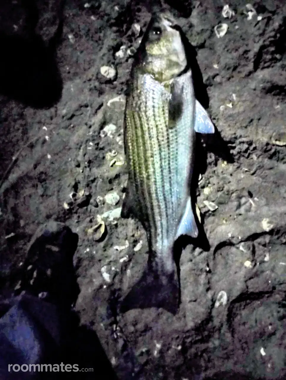 Profile photo 1 of 1