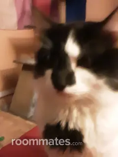 Roommate looking New Orleans, LA, $800