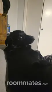 Room for rent in Coeur d'Alene, ID $1000, house