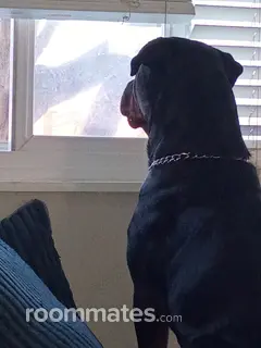 Room for rent in Florissant, MO $700, other