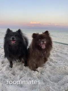 Room for rent in Oak Ridge, TN $1000, house