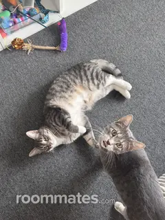 Room for rent in Wauwatosa, WI $715, house