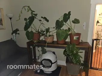 Room for rent in Fitchburg, MA $900, house